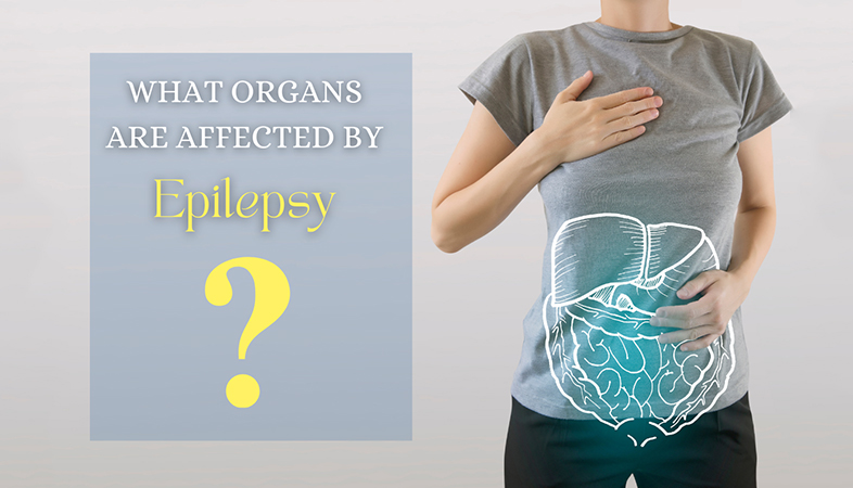 What organs are affected by epilepsy?